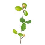 Organic Camellia Tea Seed Oil