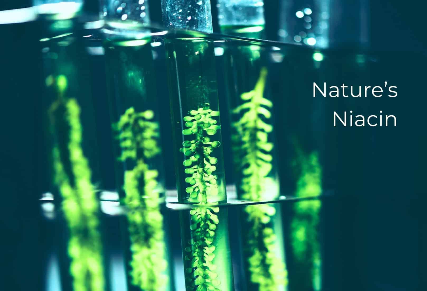 Nature’s Niacin: Why Your Skin Needs Vitamin B3 Support