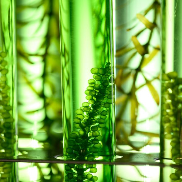 Nature’s Collagen: Unveiling the Power of Microalgae for Radiant Skin