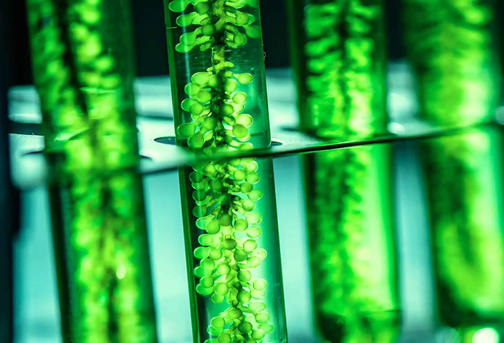 Microalgae bio-actives cultivated for organic skincare and skin barrier support